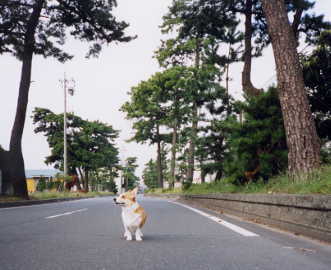 誰かが呼んでるような・・・