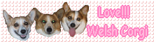 Love!!! Welsh Corgi