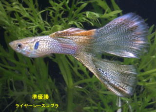 Img_0020akuasu31.jpg