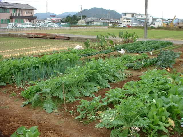 �䂪�؉�