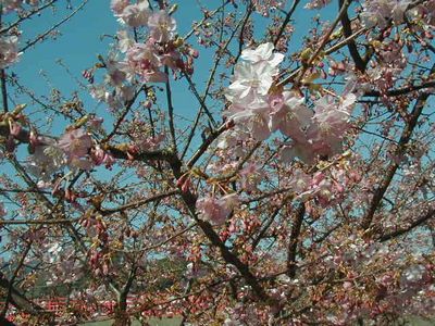 �͒Ð�ƃo�C�N