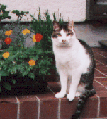 名物猫「マリオ」2005/12/11没　当時20歳