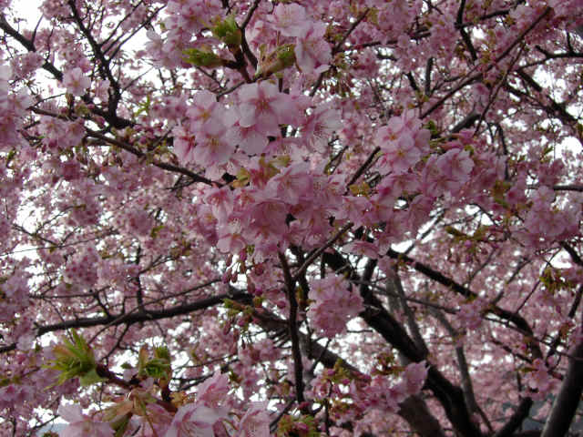 河津桜です。