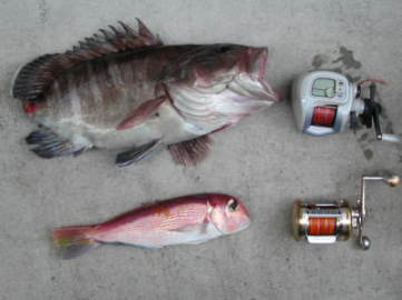 �{���̒މ�