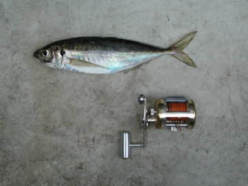 �{���̒މ�