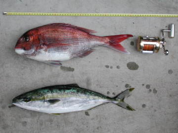 �������C�i�_�Q�b�g���܂���