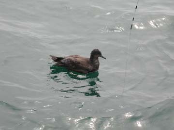 �R�}�Z�Ɋ�钹