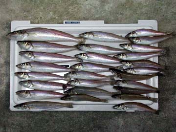 ��Ԃ̑�^�͂Q�R�Z���`����܂��B